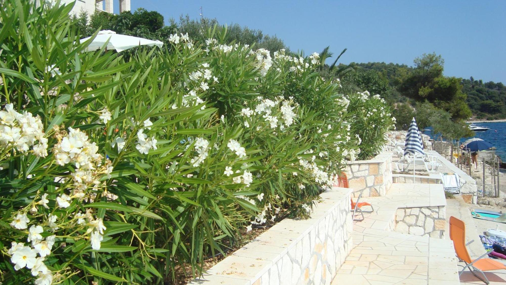 Donji Okrug  Apartments Niana With Heated Seawater Swimingpool מראה חיצוני תמונה